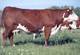 Harvie Ms Firefly 51F - right to flush sells!