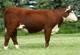 Harvie Playgirl 97P - She Sells!