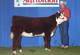 Harvie Ms Firefly ET 24S :: Full sister to 65P. She sells!